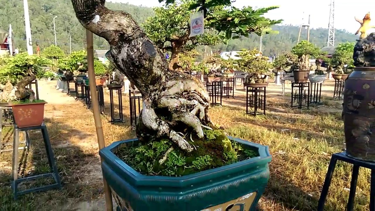 Triển lãm Tuy Phước, vài cây LỘC VỪNG đẹp - Bonsai Binh Dinh
