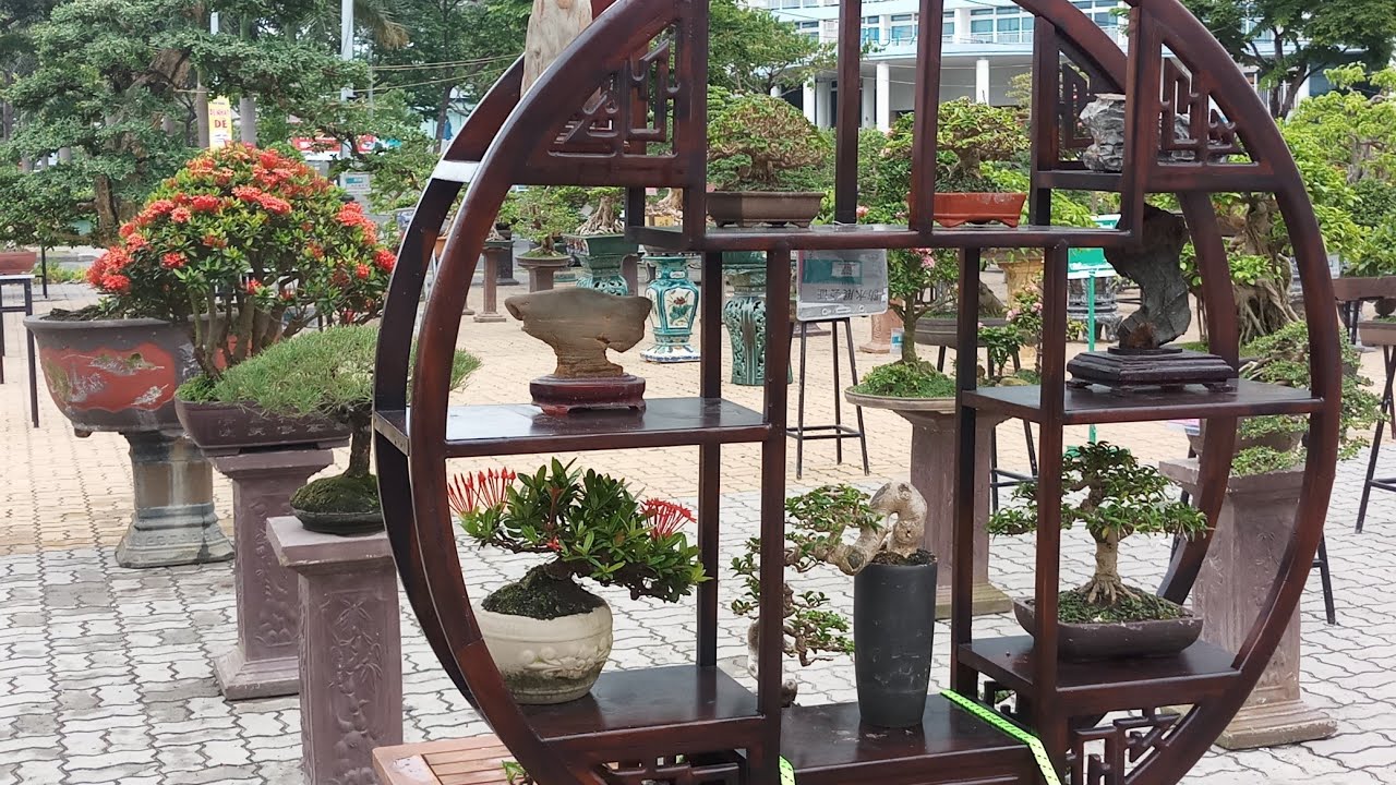 Triển lãm bonsai đẹp tại thành phố đà nẵng 30/4/2019