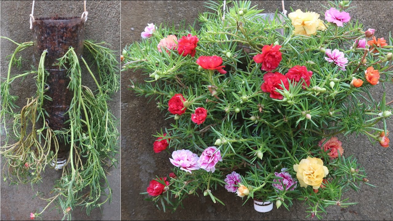 Trồng hoa mười giờ treo ngược đẹp mê mẩn - Grow upside down moss rose