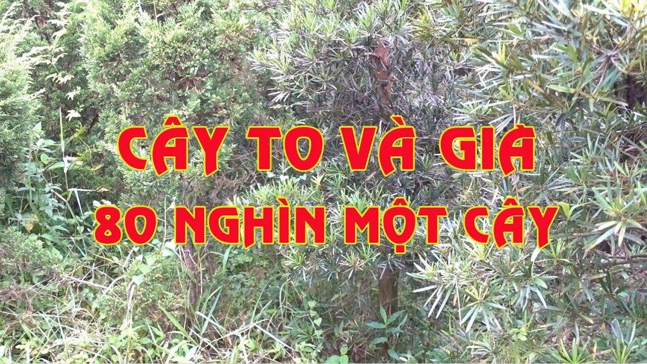 Tùng to và già 80 nghìn một cây, giá rẻ bất ngờ, mua nhiều rẻ hơn nữa - Pine bonsai is cheap