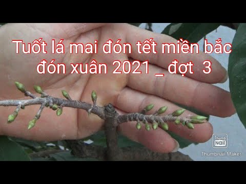 Tuốt lá mai đón tết miền bắc 2021- đợt 3