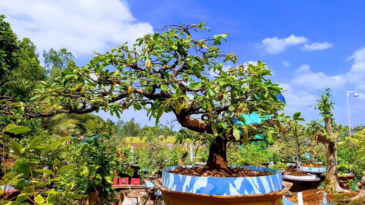 Tuyệt phẩm gốc bonsai Mai cúc dáng bay cực đẹp có đủ sức để dự thi hội mai đẹp hay không ?