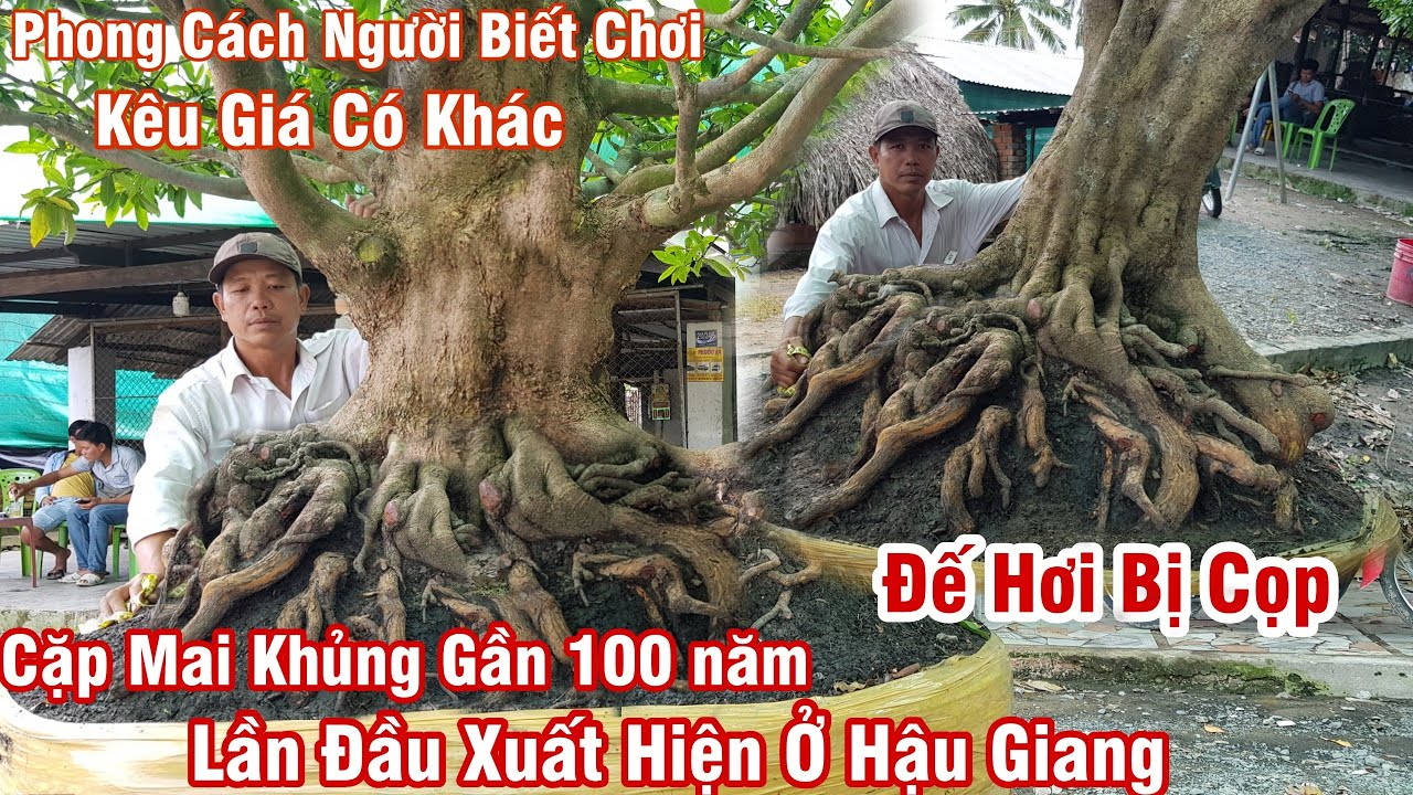 Vô tình phát hiện cặp mai có bộ đế HƠI BỊ CỌP ở Hậu Giang 0936812424