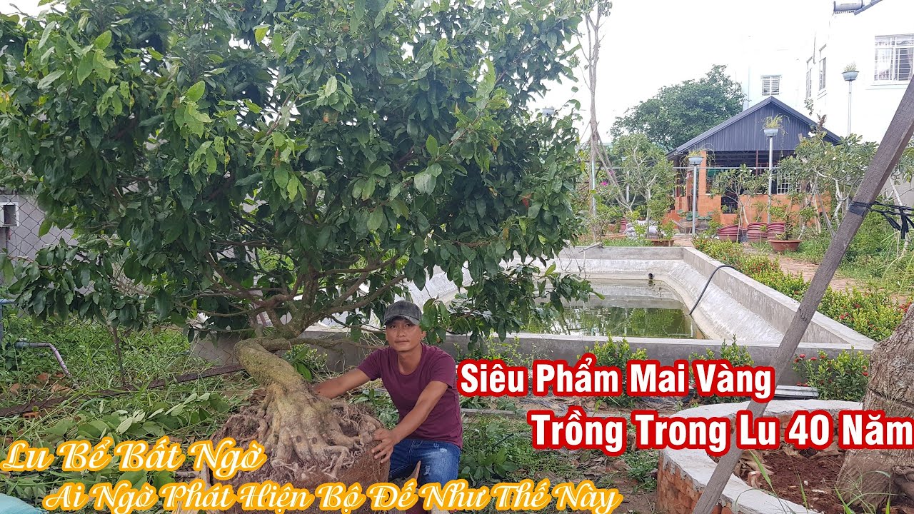 Vô tình phát hiện gốc mai gốc mai nằm lu 40 năm của anh Dung Sa Đéc 0939310925