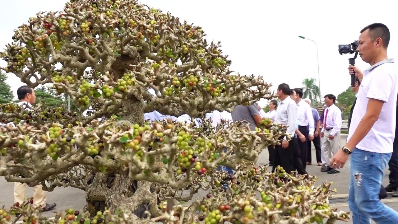 Vụ gì đây mà đông người vậy, chưa gặp cây nào siêu quả như cây này - Bonsai tree has many fruits