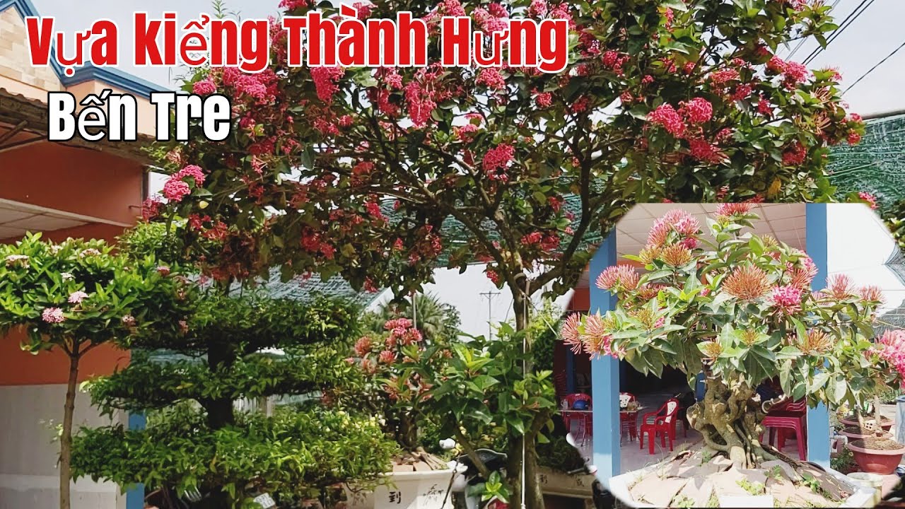 Vựa kiểng"Thành Hưng" chuyên Bông Trang, cây giống các loại và Tùng La Hán gặp A Hưng 0839474788