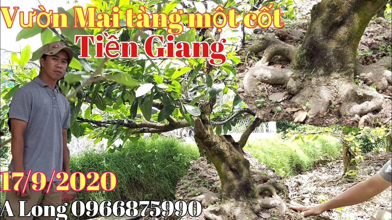 Vườn Mai tàng thông đế đẹp gặp A Long 0966875990 Cái BèTiền Giang