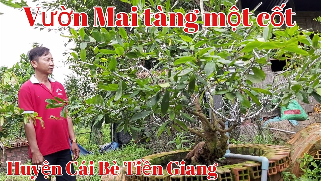 Vườn Mai thành phẩm tàng thông tại Cái Bè Tiền Giang gặp A Hoàng