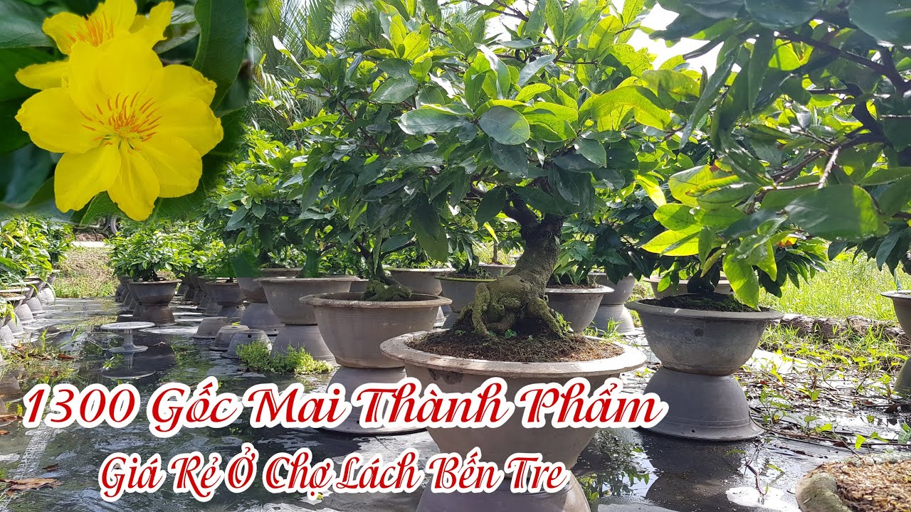 Vườn mai giống và thành phẩm của Chị Liễu Bến Tre 0326911484