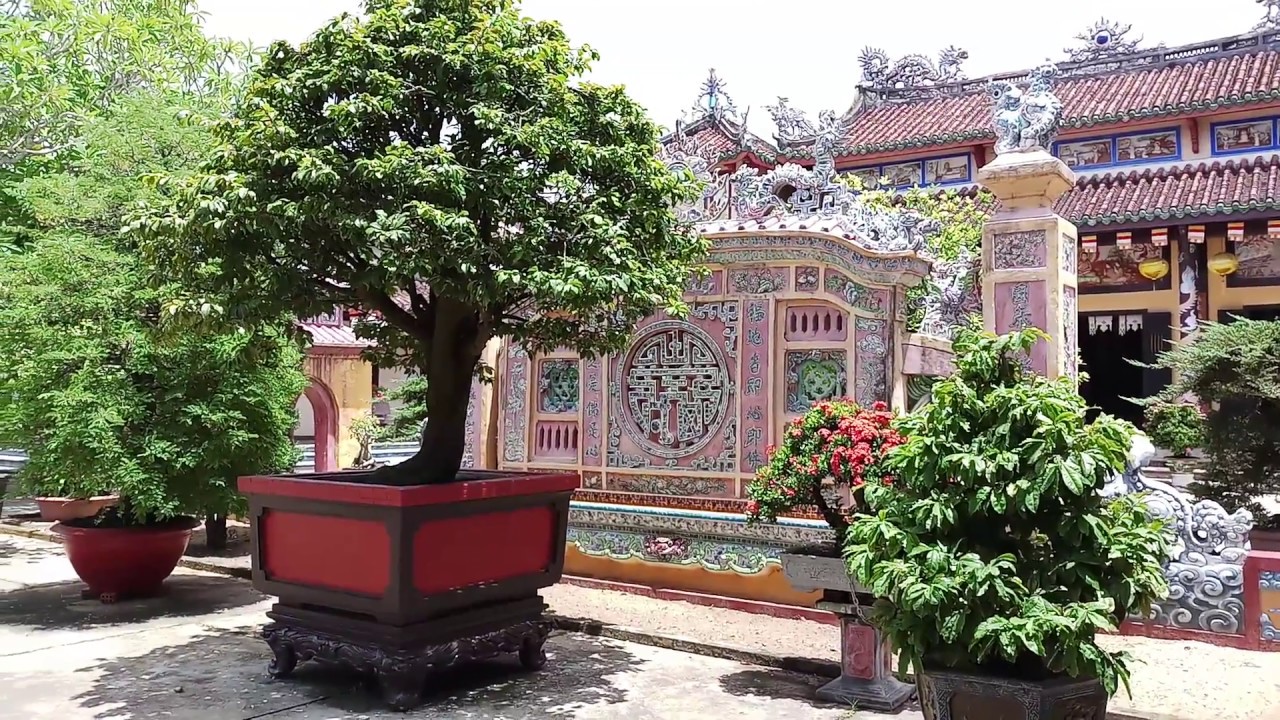 Vườn mai khủng tại ngôi chùa phước lâm phố cổ hội an