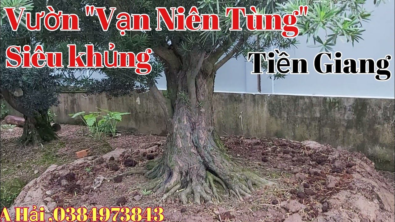 Vườn "Vạn Niên Tùng"siêu khủng của A Hải Tiền Giang 0384973843 hoành 180cm