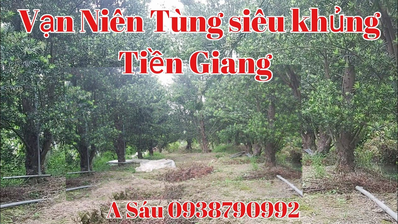 Vườn" Vạn Niên Tùng"siêu khủng của A Sáu Tiền Giang 0938790992