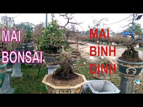 Xem Mai Bonsai đẹp quýên rũ - Mai Bình Định