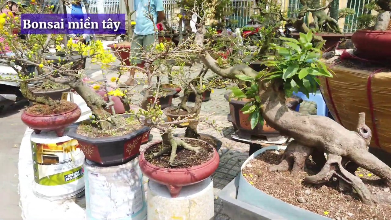 Xem giá MAI ĐẠI LỘC THÀNH PHẨM CHƠI TẾT 2020 tại chợ hoa cần thơ | Bonsai miền tây