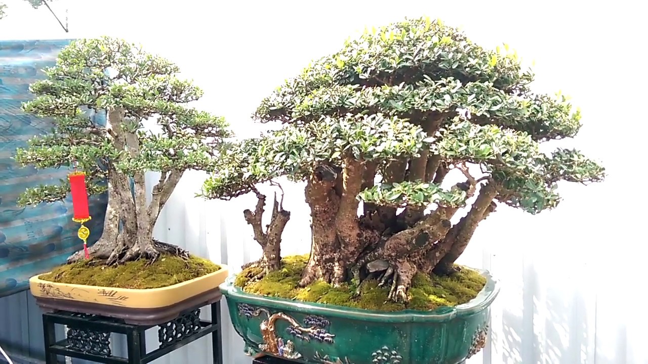 Xem giá những cây Bonsai tuyệt đẹp này - Bonsai Binh Dinh