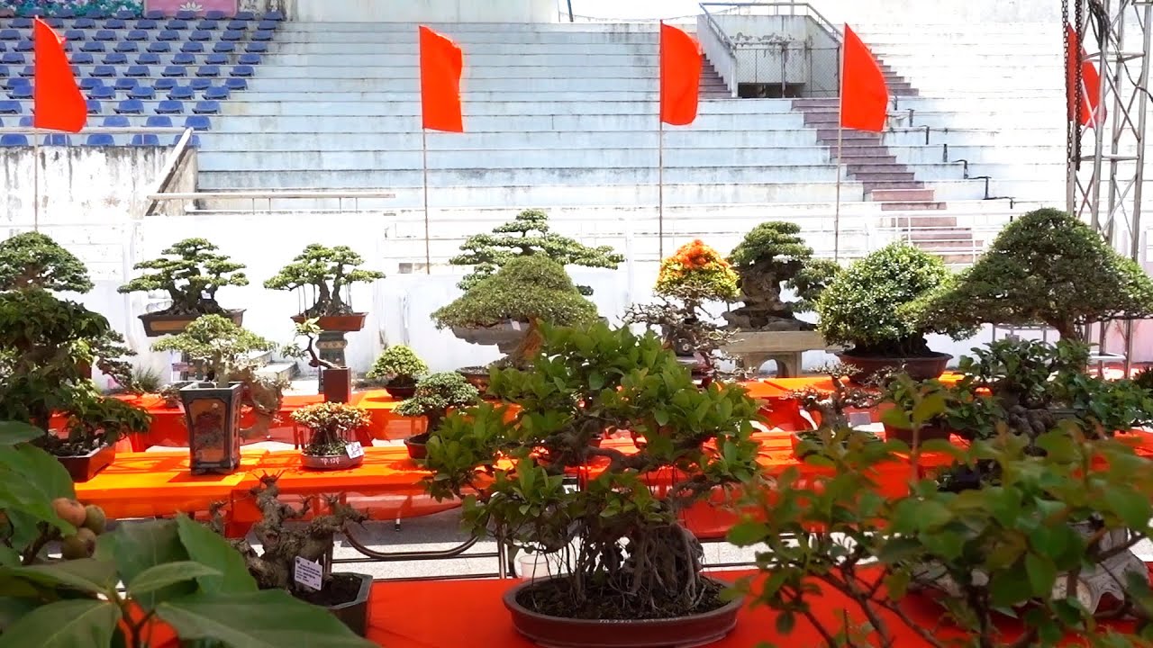 Xem những cây này mới thấy thợ làm cây bây giờ nhiều người rất khéo tay - beautiful bonsai trees