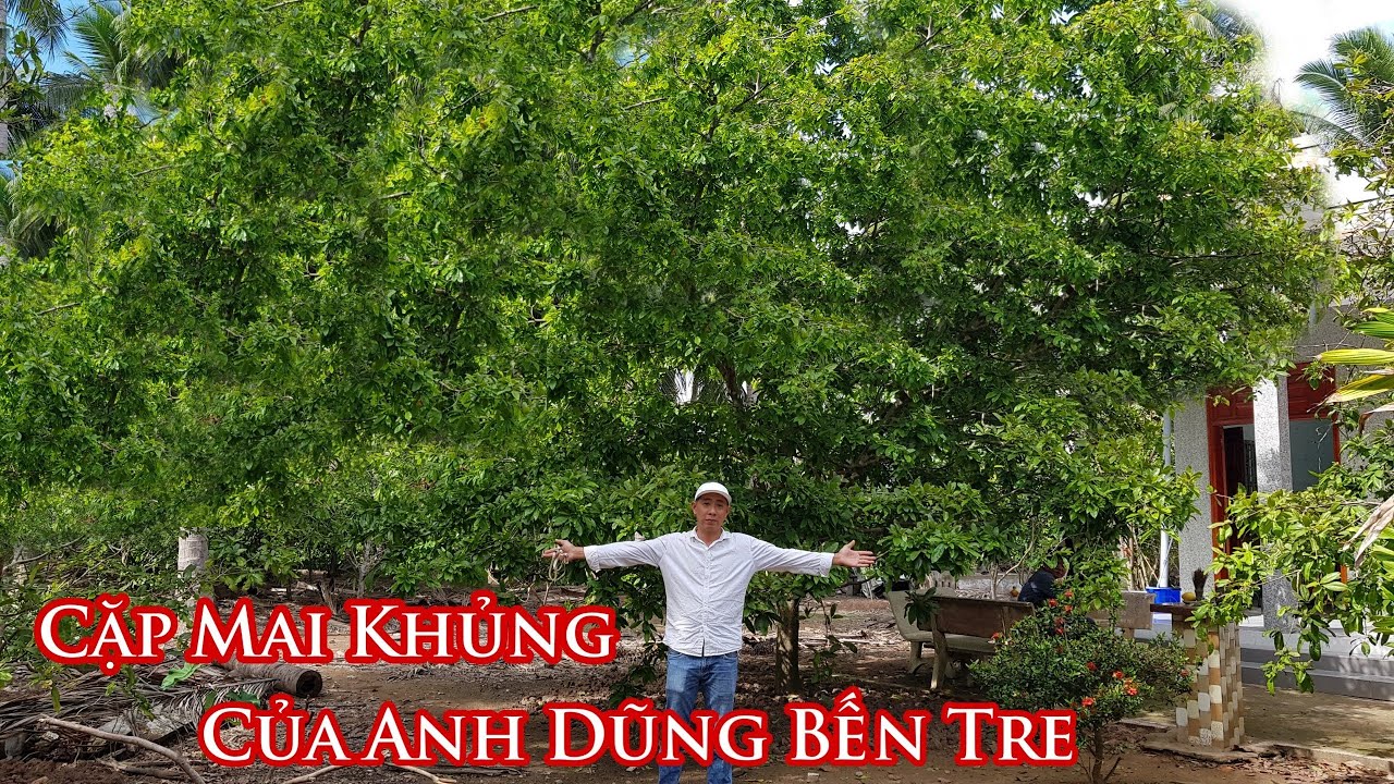 Xem tận mắt cặp mai vàng khủng của anh DŨNG Bến Tre 0961454468