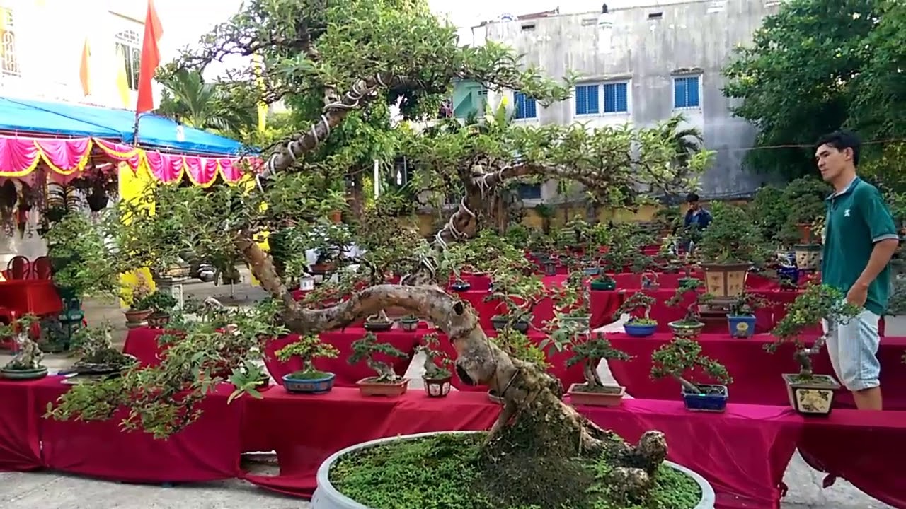 Xem vài cây mini đẹp - Bonsai Binh Dinh