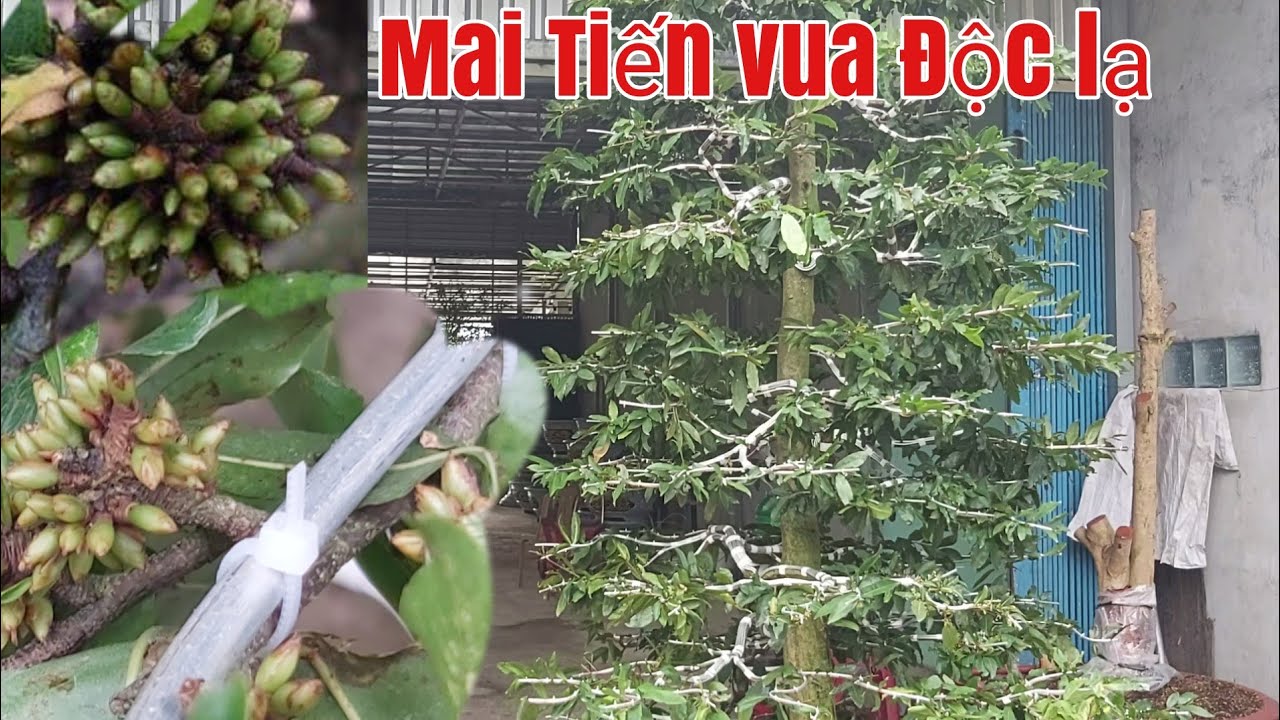 Xuất Hiện Cây Mai *Tiến Vua * Độc Lạ tàng thông cao hơn 3m thành phẩm gặp A Sang 0866098579