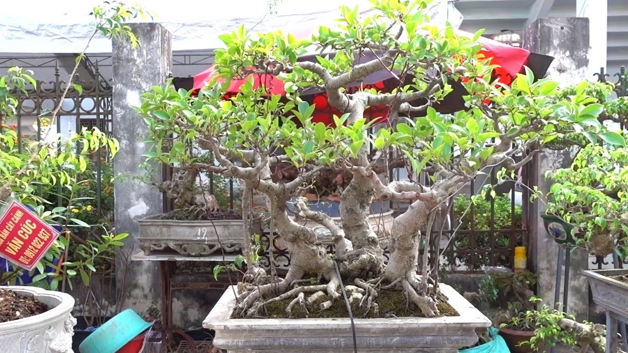 Xuất hiện cây lạ chưa gặp, hỏi giá cây ở hội chợ Phúc Thọ - beautiful and strange shapes bonsai tree