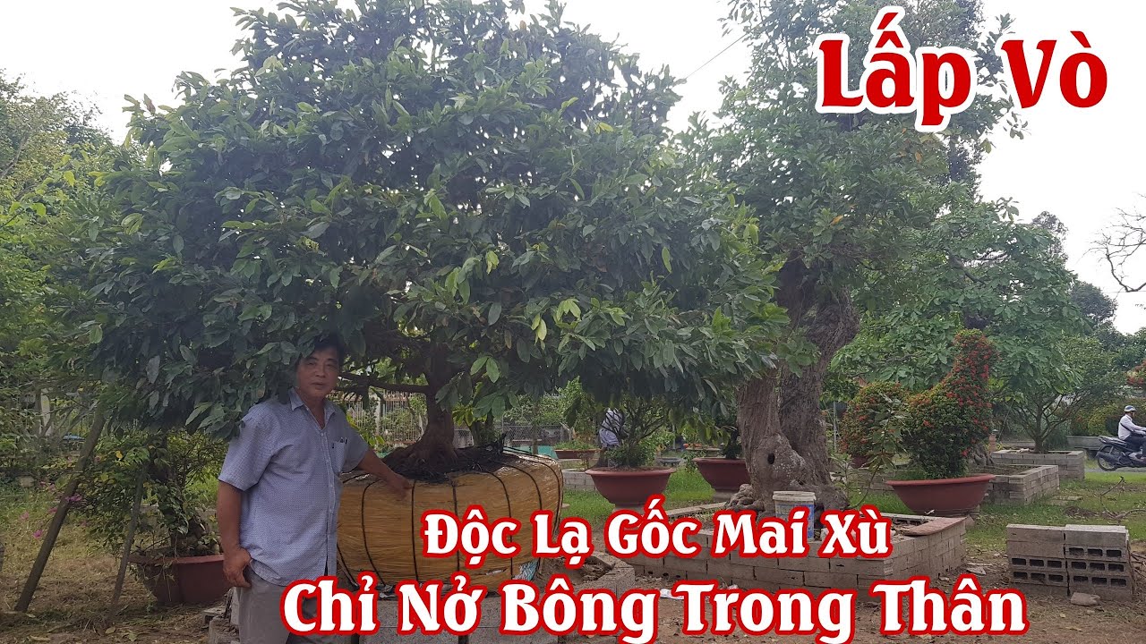 Xuất hiện gốc mai chỉ nở bông trong thân siêu độc đáo ở Lấp Vò 0911116848