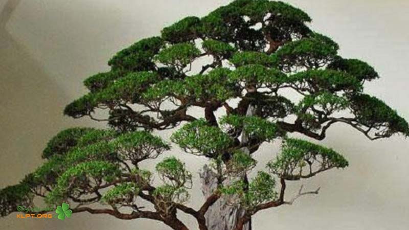 Hình ảnh cây Kim Sa Tùng