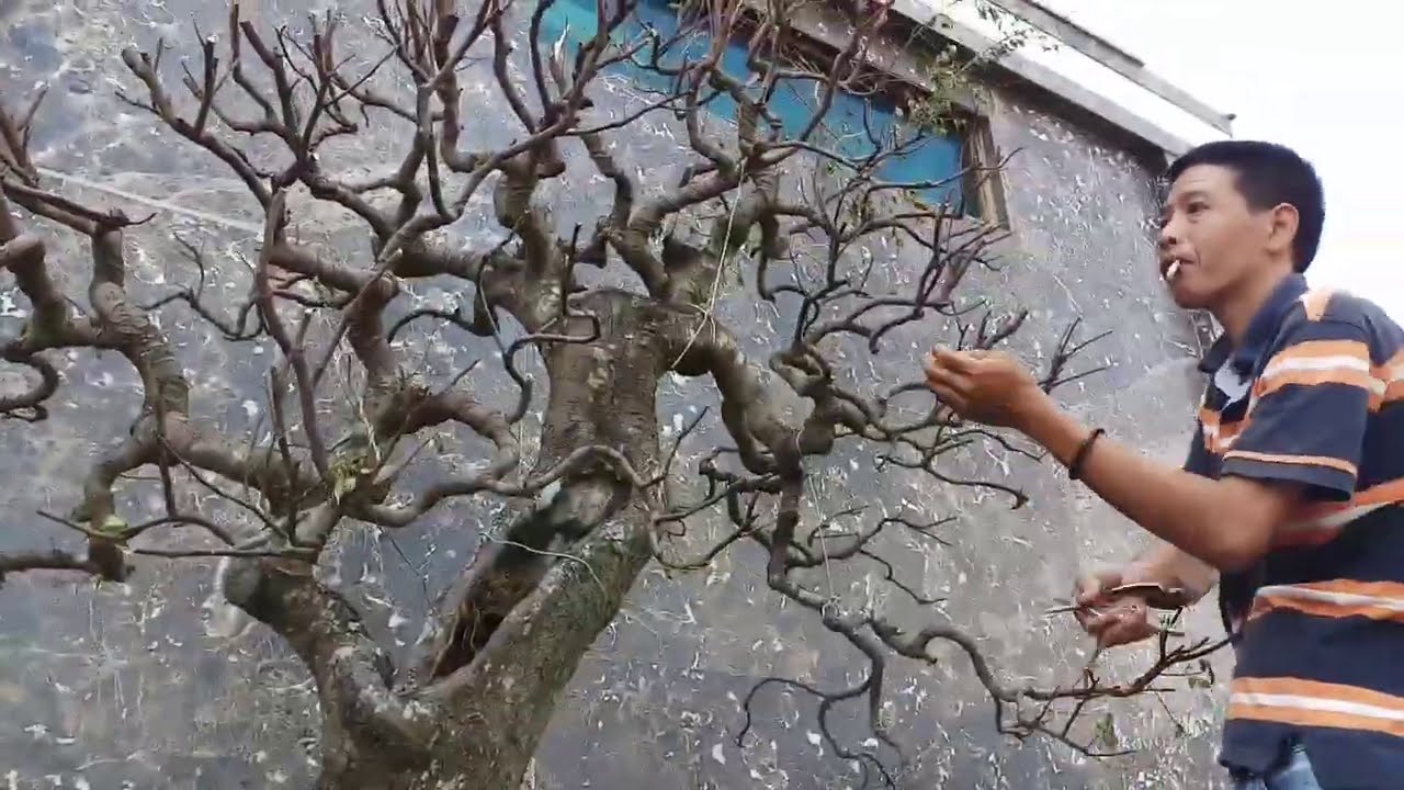 những tác phẩm Bonsai hoàn thiện của phúc ngô (khắc phục sau bão)