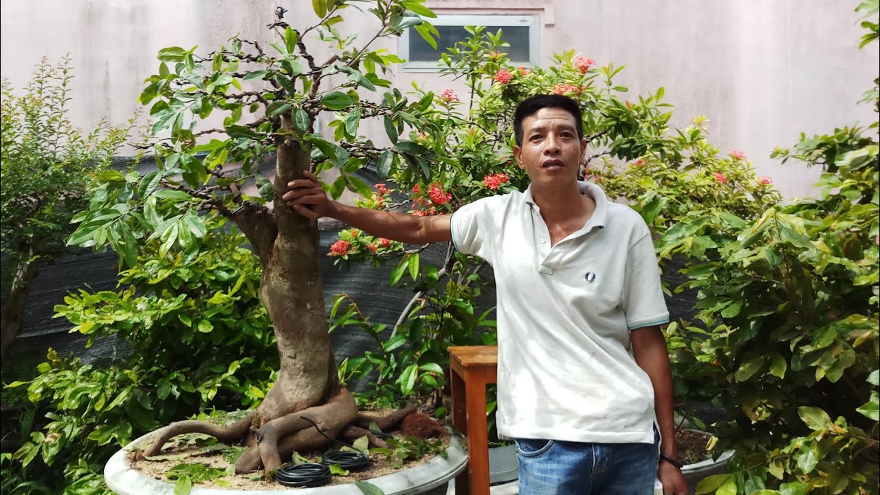 phúc ngô làm tay cành bonsai cho cây mai một tuổi ghép