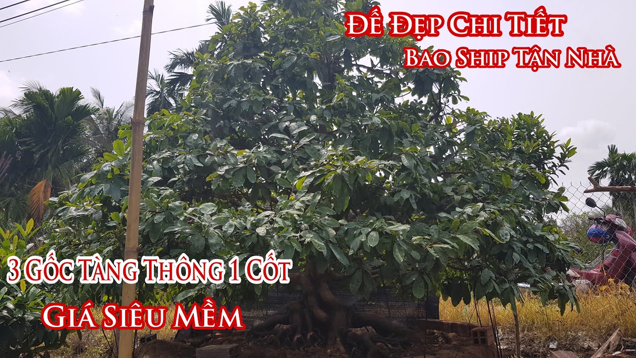 3 Gốc mai tàng thông một cốt có bộ đế "siêu hạng" của anh Viễn ở Trà Vinh