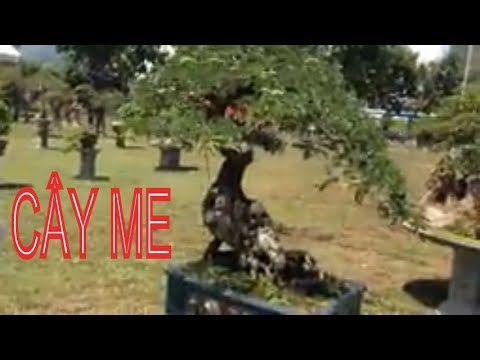 Bonsai tree | Me nhỏ mà đẹp