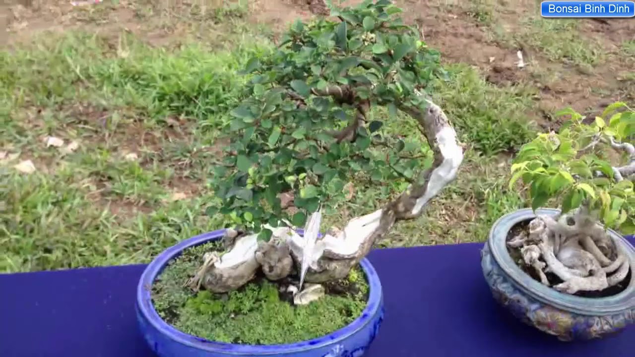 CÂY ĐẸP LÀ ĐÂY - Bonsai Binh Dinh