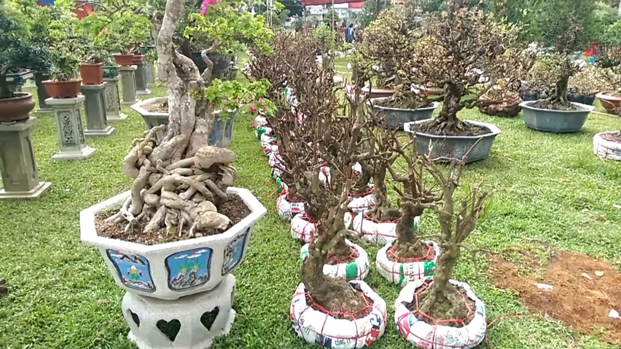 Cả đống phôi đẹp - Bonsai Binh Dinh