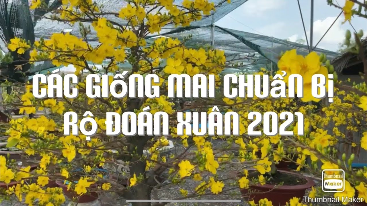 Các giống mai chuẩn bị rộ đoán xuân 2021ngày 10-2-2021