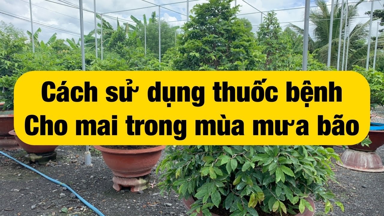 Cách sử dụng thuốc bệnh cho mai trong mùa mưa bão- 6-8-2020