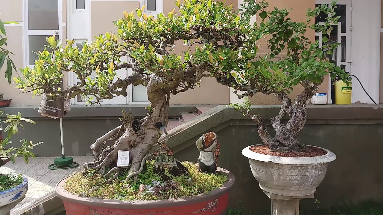 Cần giao lưu trên 100 cây bonsai đẹp giá rẻ tại quang nam