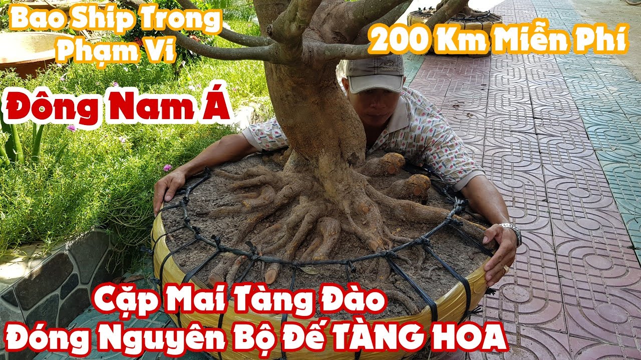 Cặp mai tàng đào đóng "BỘ ĐẾ TÀNG HOA" tại Trà Vinh