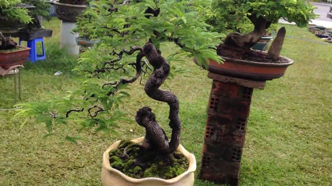 Cây cảnh đẹp, Bonsai Bình Định | Bonsai Tree 5