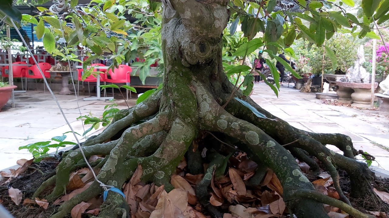 Cây mai có bộ rễ giống con bạch tuộc tại vườn kiểng kiều Tuấn .