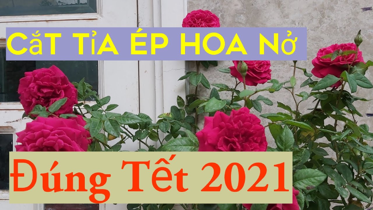 Chăm sóc Hoa hồng Nở đúng Tết Tân Sửu.2021|How to make   roses bloom in the new year.