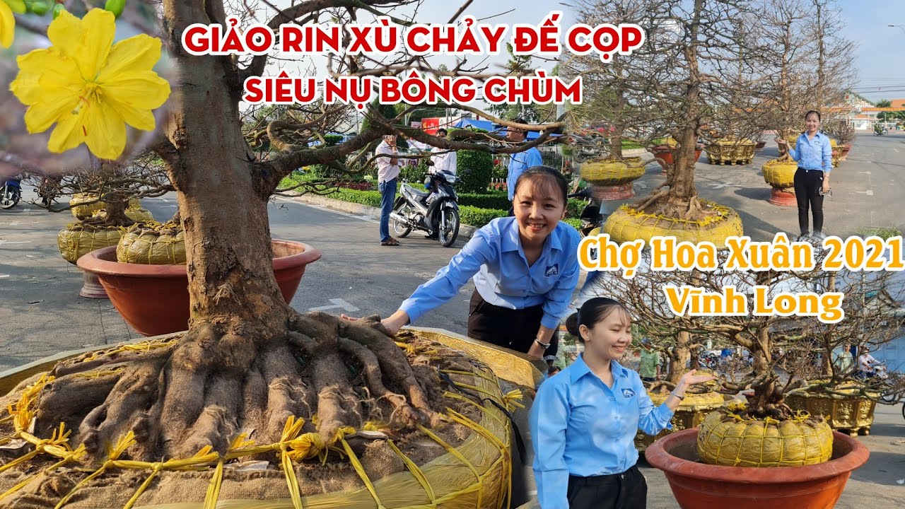 Chợ hoa xuân 2021 MAI XÙ CHẢY BÍT MÌNH đế siêu VIP ở Vĩnh Long 0939892929