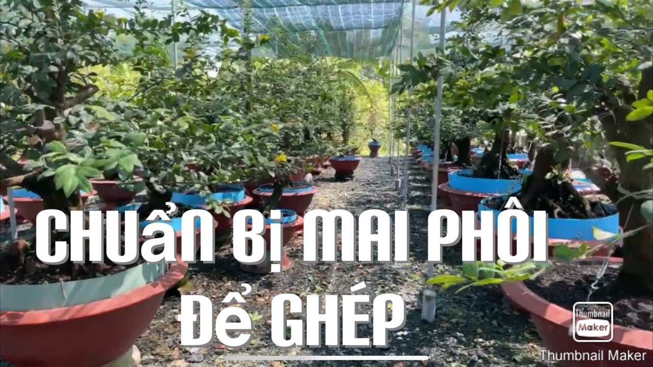 Chuẩn bị mai phôi để ghép 3-12-2020