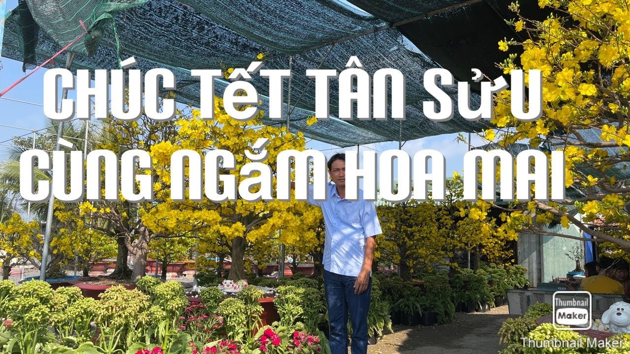 Chúc tết tân sửu cùng ngắm hoa mai 12-2-2021