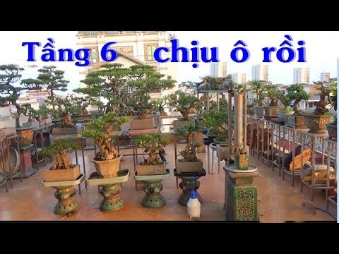 Có 9m trên sân thượng tầng 6 mà vài tỷ tiền cây, đủ biết tay chơi bonsai đẳng cấp.