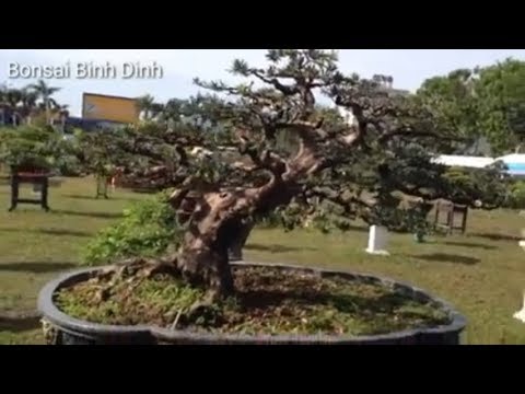 Có cây thuột lọai khủng long đây  - Bonsai Binh Dinh