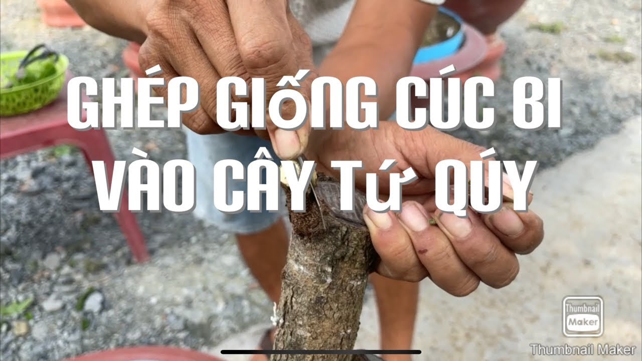 Ghép giống cúc bi vào cây mai tứ qúy 8-1-2021