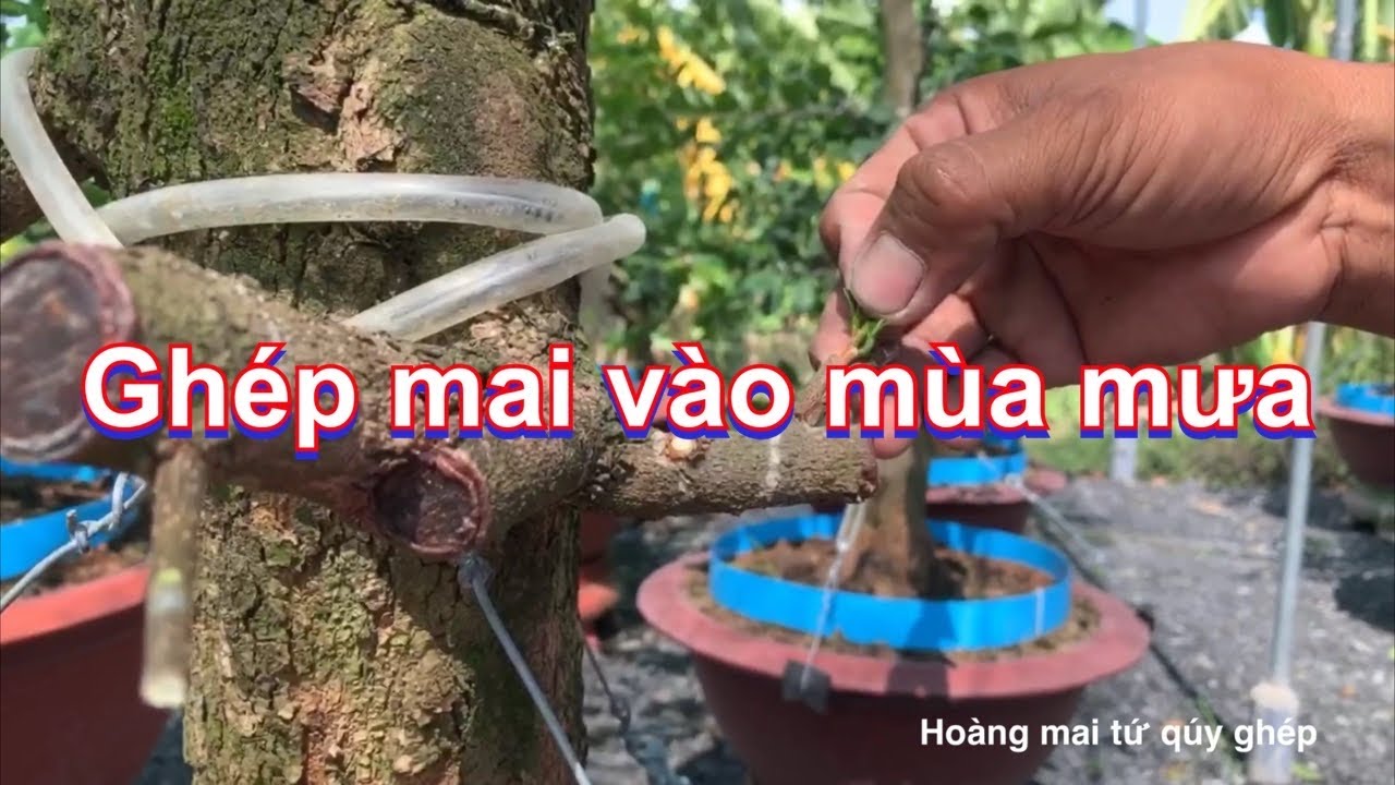 Ghép mai mùa mưa 28-8-2020