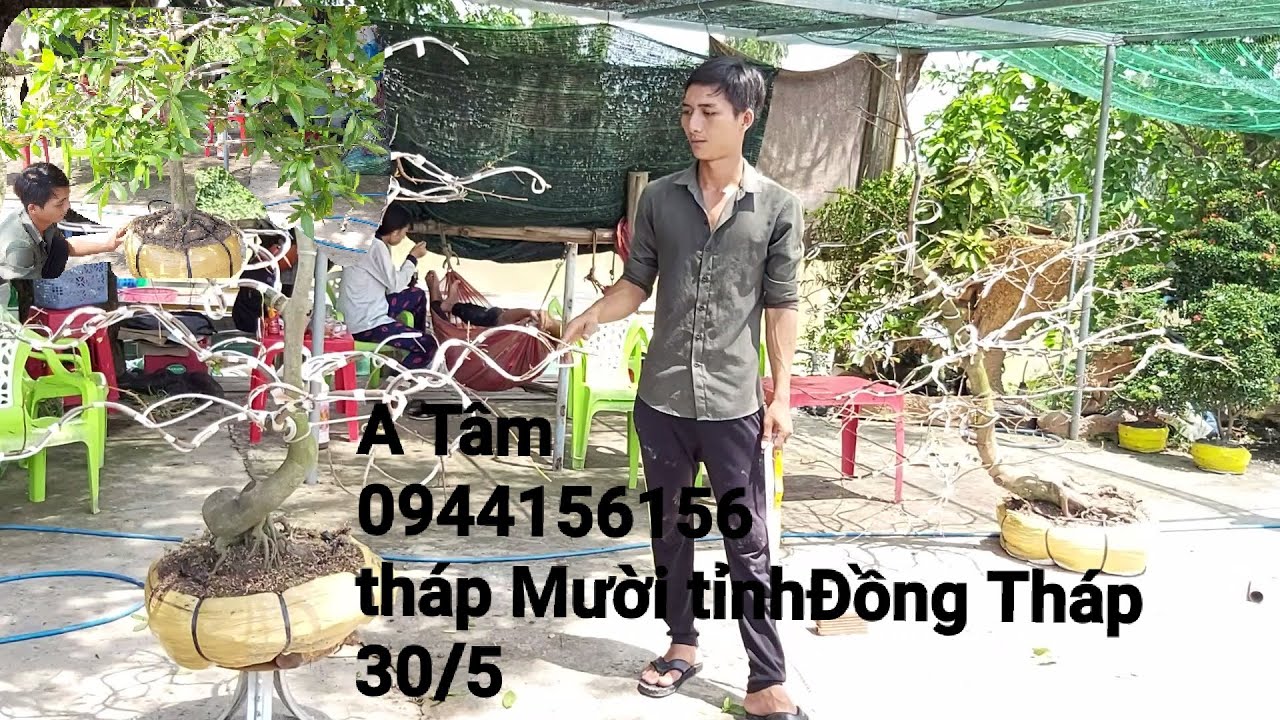 Giao lưu 5cây mai tàng thông đế đẹp gặp A Tâm 0944156156 huyện Tháp Mười tỉnh Đồng Tháp 30/5.