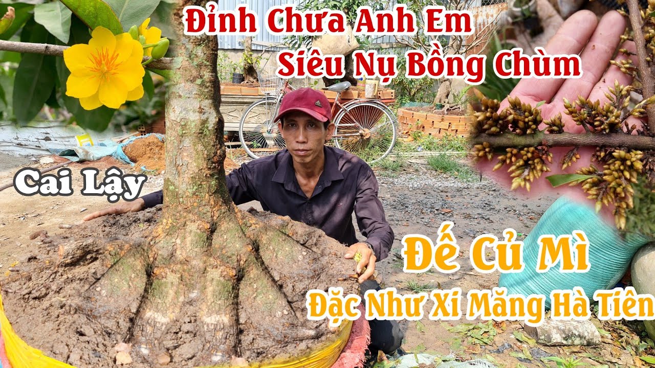 Gốc mai CỦ ĐẾ ĐÓNG KHỐI ĐẶC xù chảy đón xuân 2021 ở Cai Lậy 0339127522