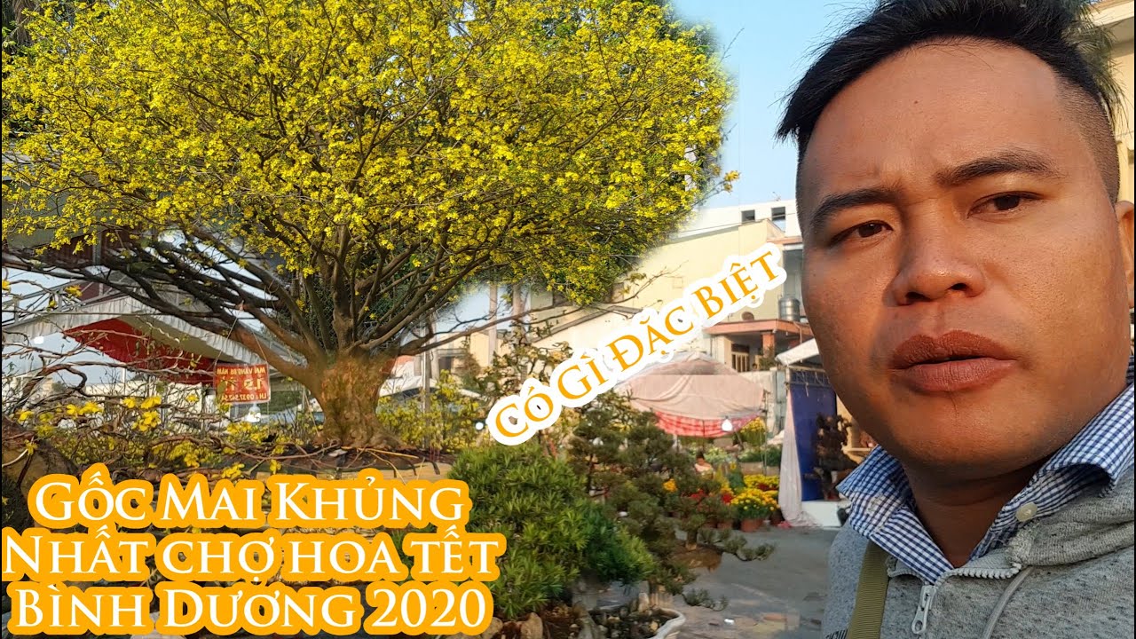 Gốc mai vàng khủng nhất chợ hoa tết 2020 ở Bình Dương đẹp như thế nào 0937547548