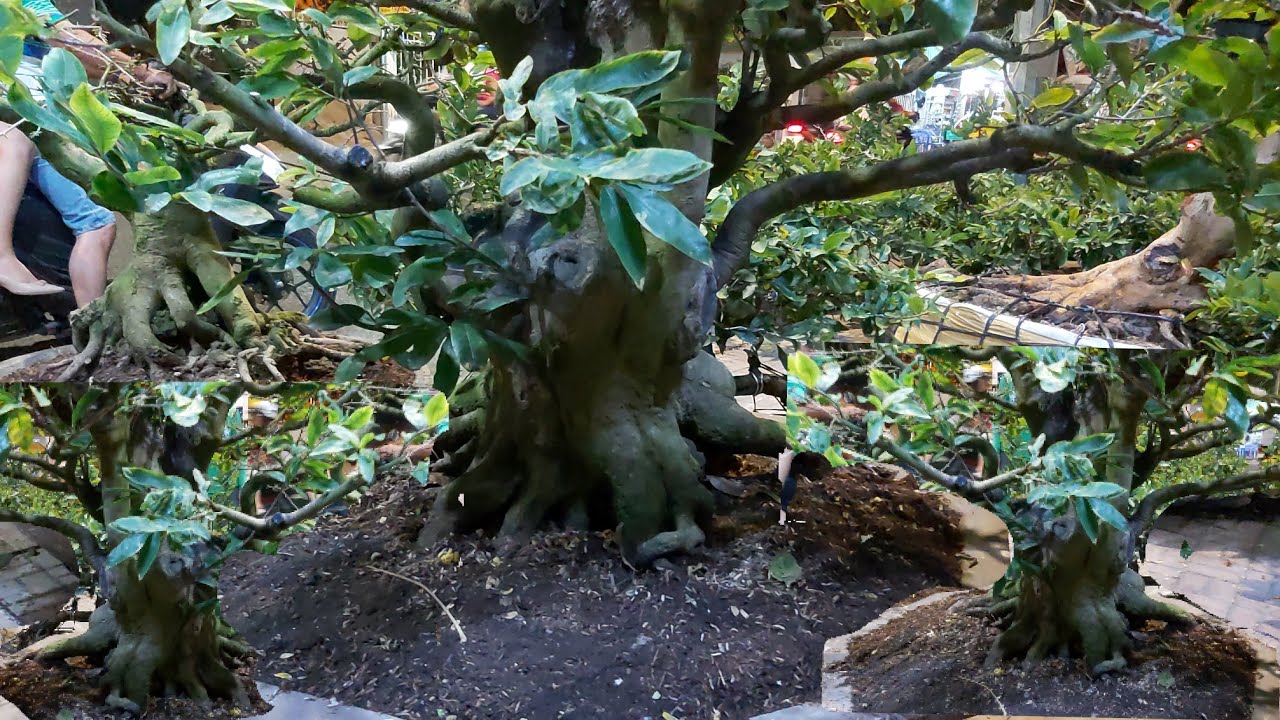 Gốc mai xù bonsai hoành 90cm giá 30triệu tại chợ xuân long xuyên.